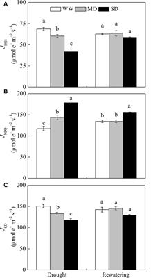 The Synergistic Responses of Different Photoprotective Pathways in Dwarf Bamboo (Fargesia rufa) to Drought and Subsequent Rewatering